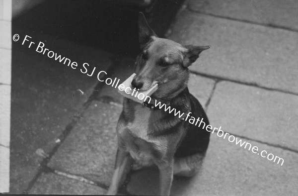 ALSATIAN DOG WITH CIGARETTES